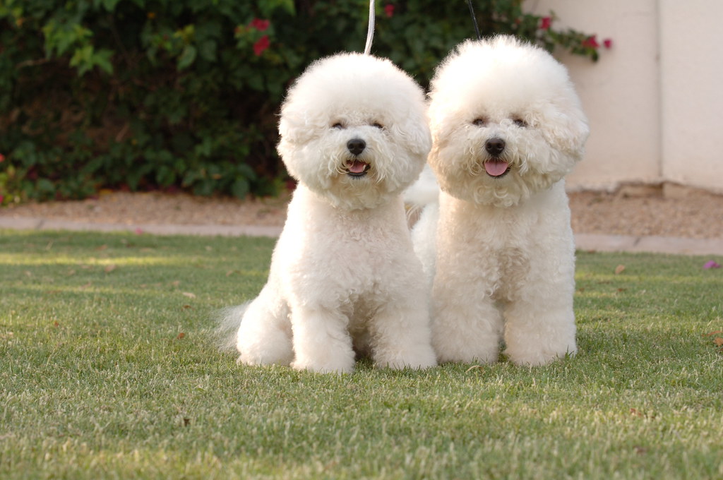 Male vs Female Bichon Frise Dog Breed