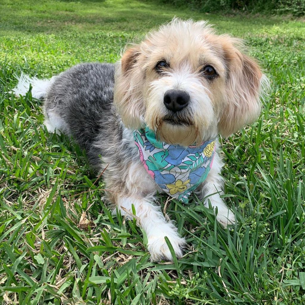 Maltese Beagle Mix Dog Resting on Grass