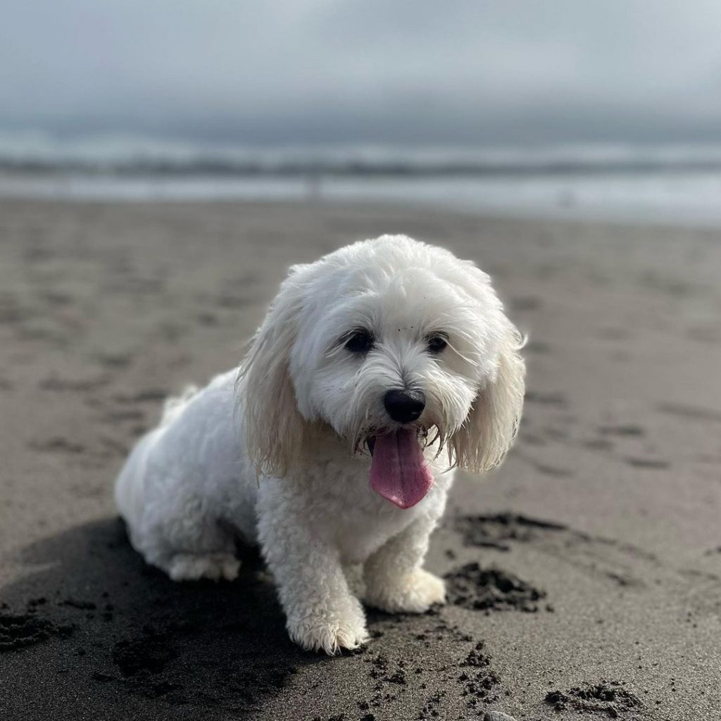 White Maltese Bichon Mix Dog Sitting Near Beach