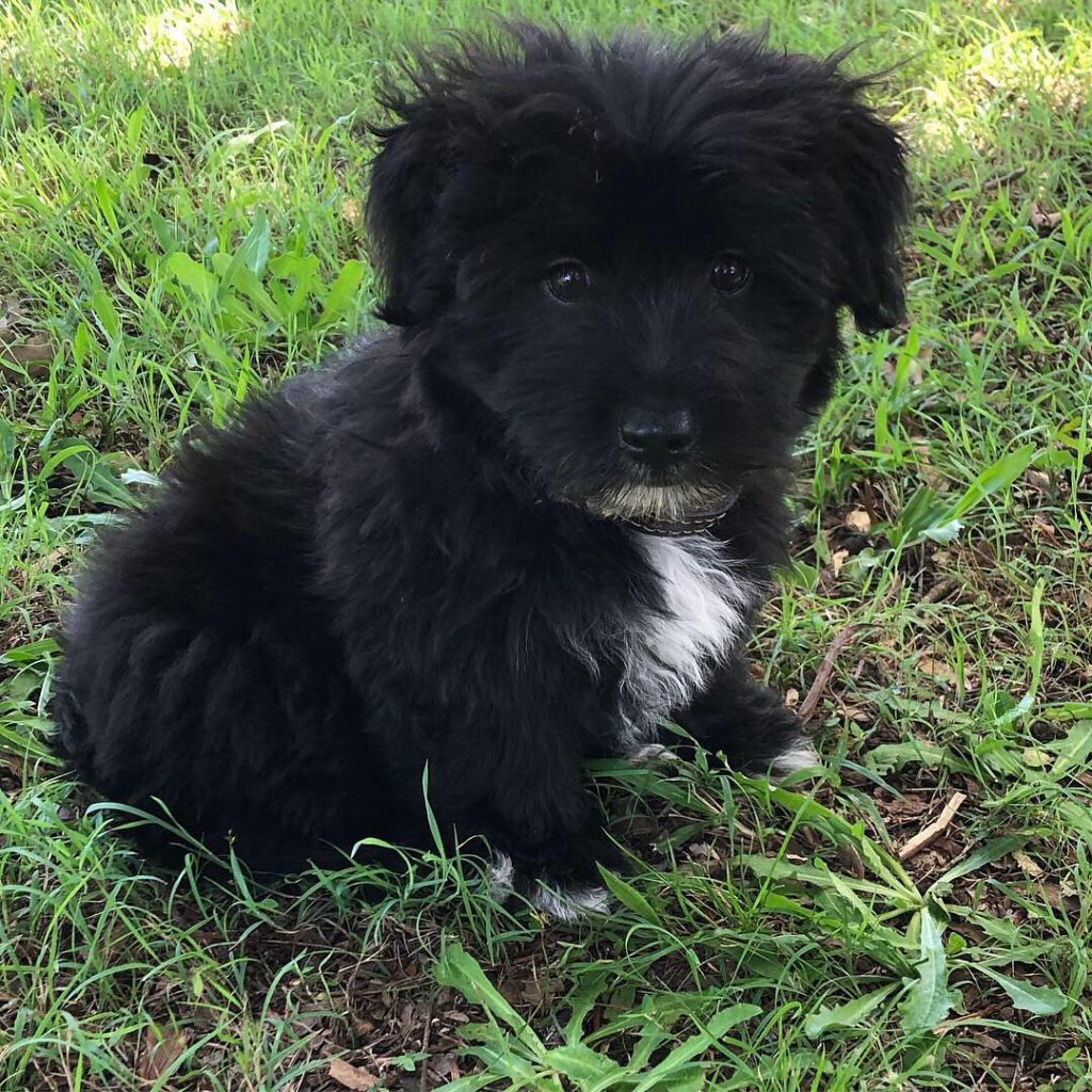 Black and White Maltese Border Collie Mix Puppy Sitting on Grass