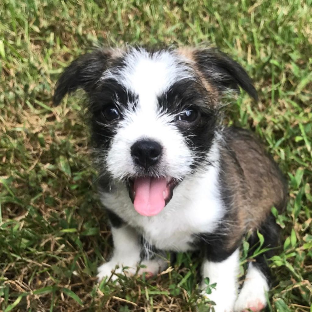 Maltese Boston Terrier Mix Pup Sitting on Grass