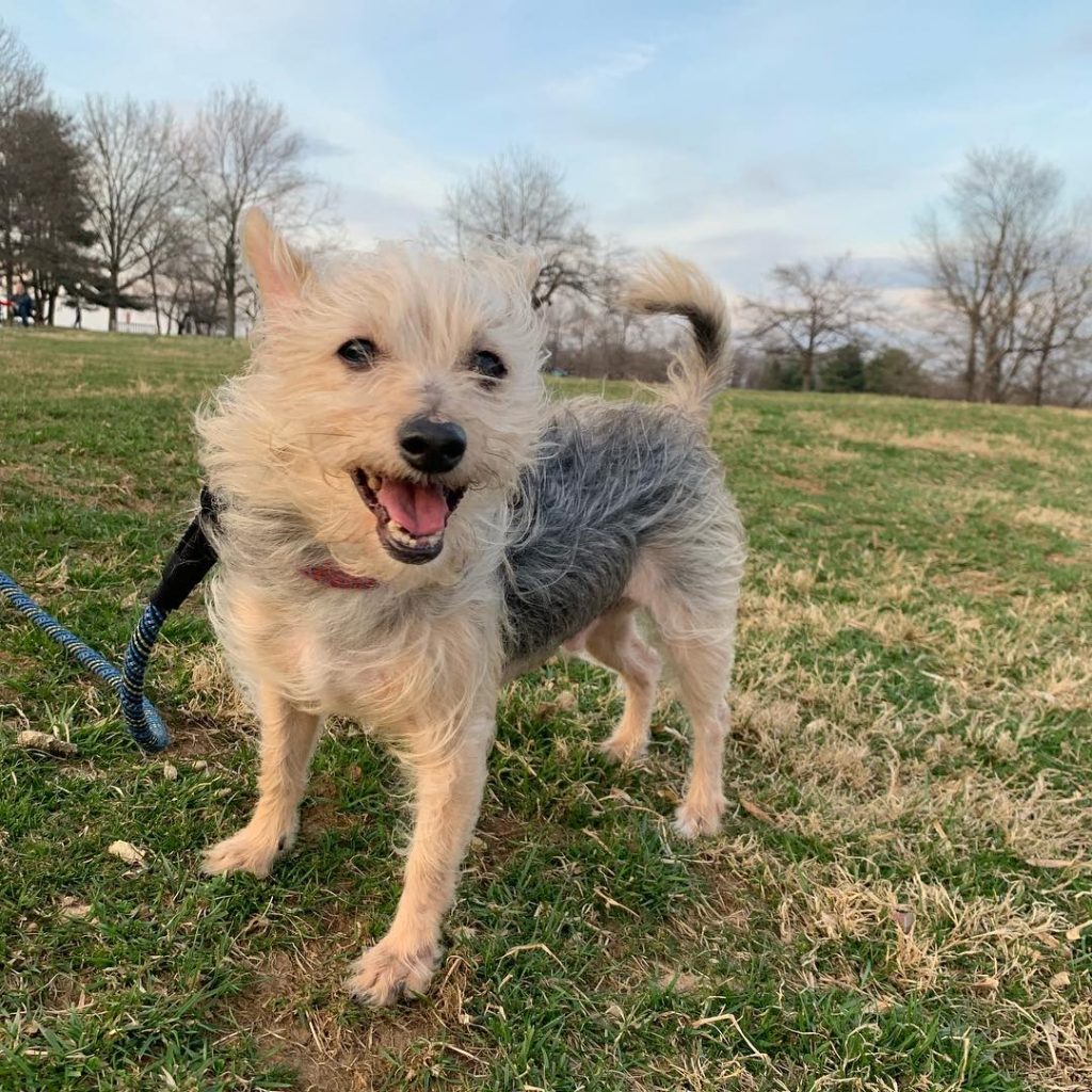 Maltese Chihuahua Mix Dog