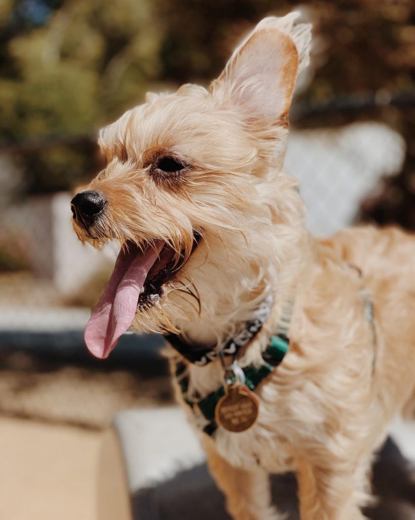 Close Up of Maltese Chihuahua Poodle Mix Pup Panting