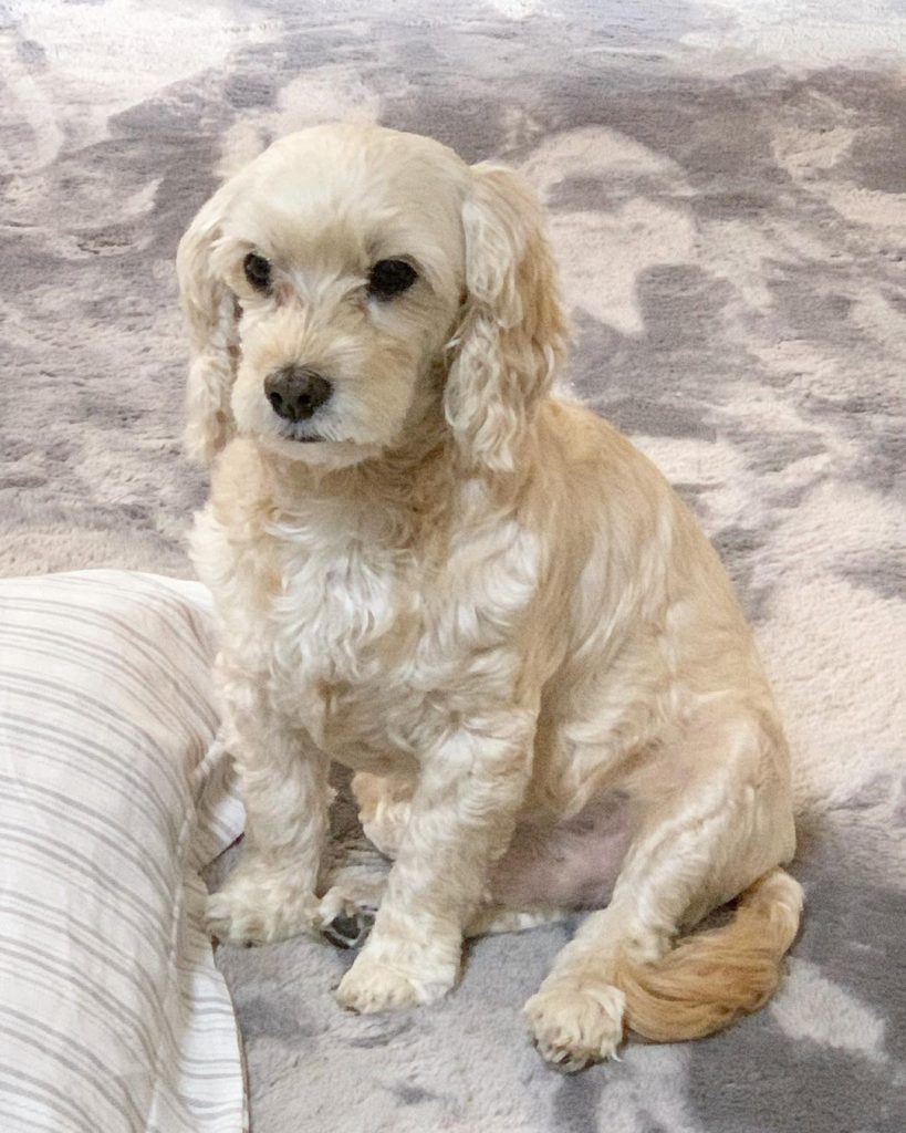 Maltese Cocker Spaniel Mix Dog Sitting on Floor