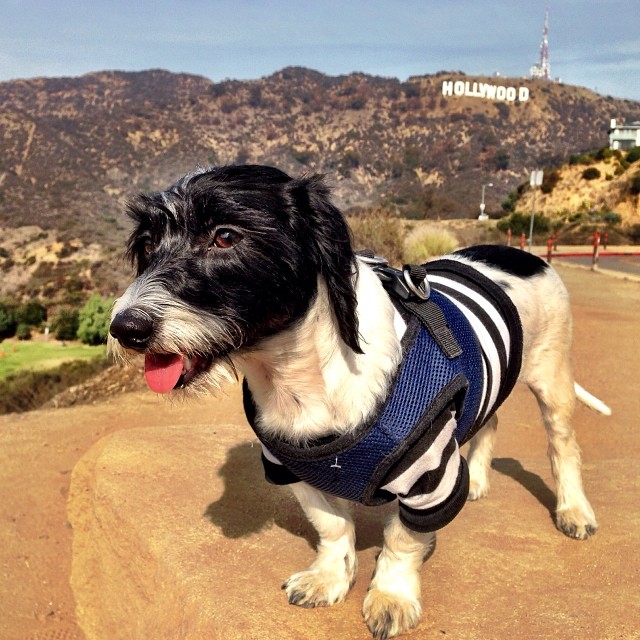 Maltese Dachshund Mix Dog Wearing a Harness Standing on Rock