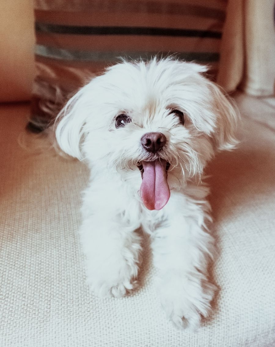Maltese Dog Lying on Sofa with Tongue Out