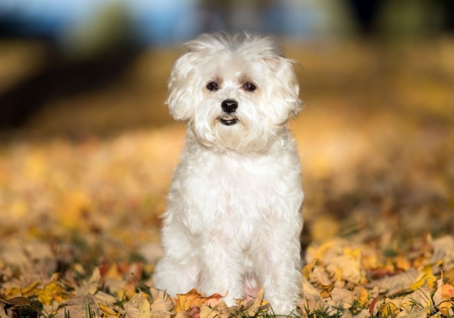 Maltese Dog Breed at Park