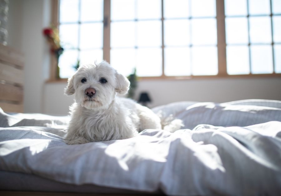 Maltese Dog on Bed in Bedroom