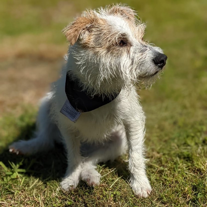 Maltese Jack Russell Mix Dog Sitting on Grass Looking Aside