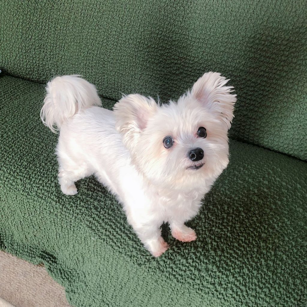 Maltese Papillon Mix Pup Standing on Sofa