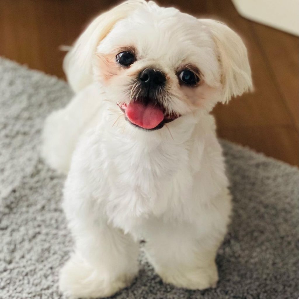 Maltese Pekingese Mix Standing on Floor