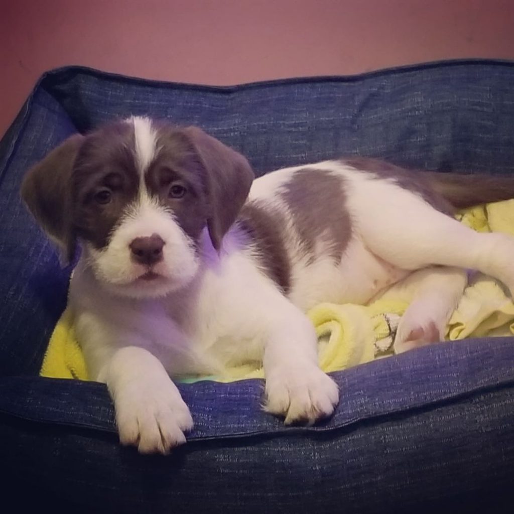 Maltese Pitbull Mix Puppy