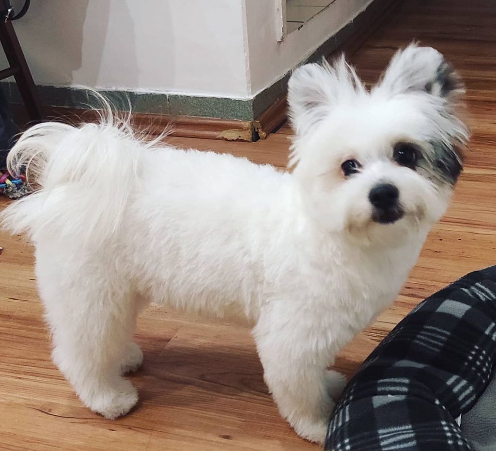 Maltese Pomeranian Mix Dog Standing on Floor Near Dog Bed