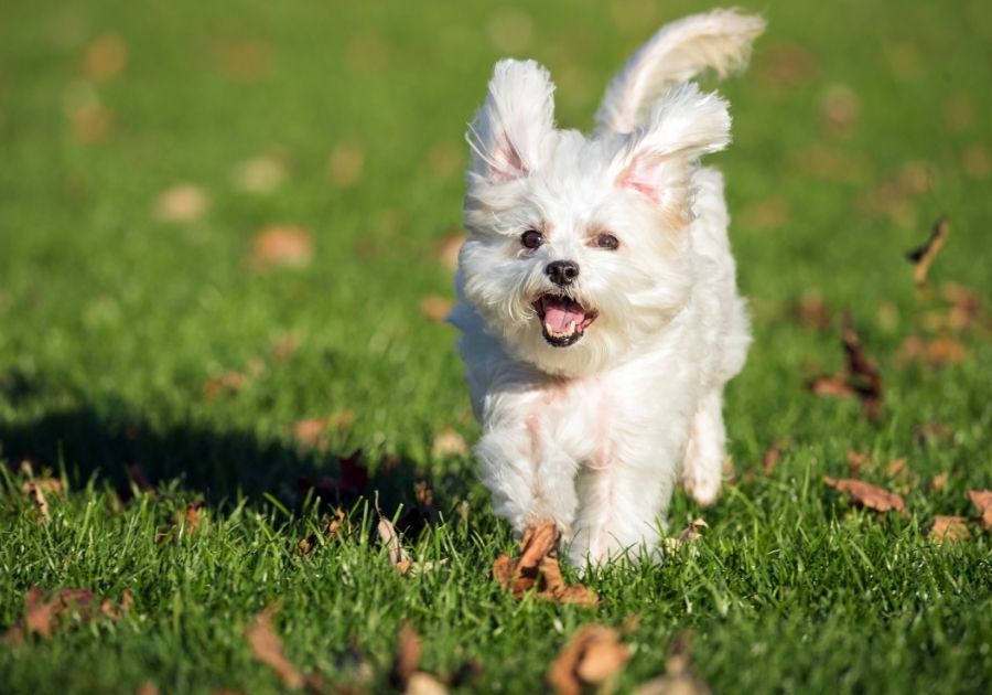 Maltese Pup Running at Dog Park