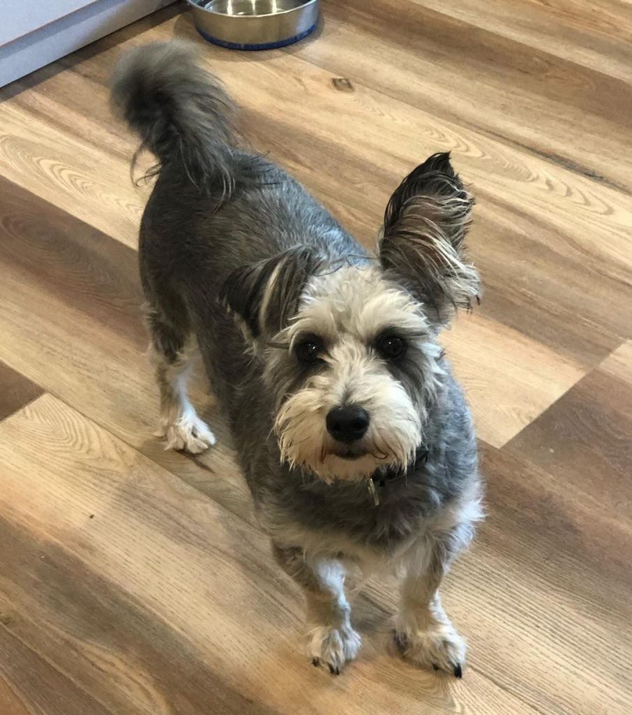 Maltese Schnauzer Mix Standing on Floor Looking Up