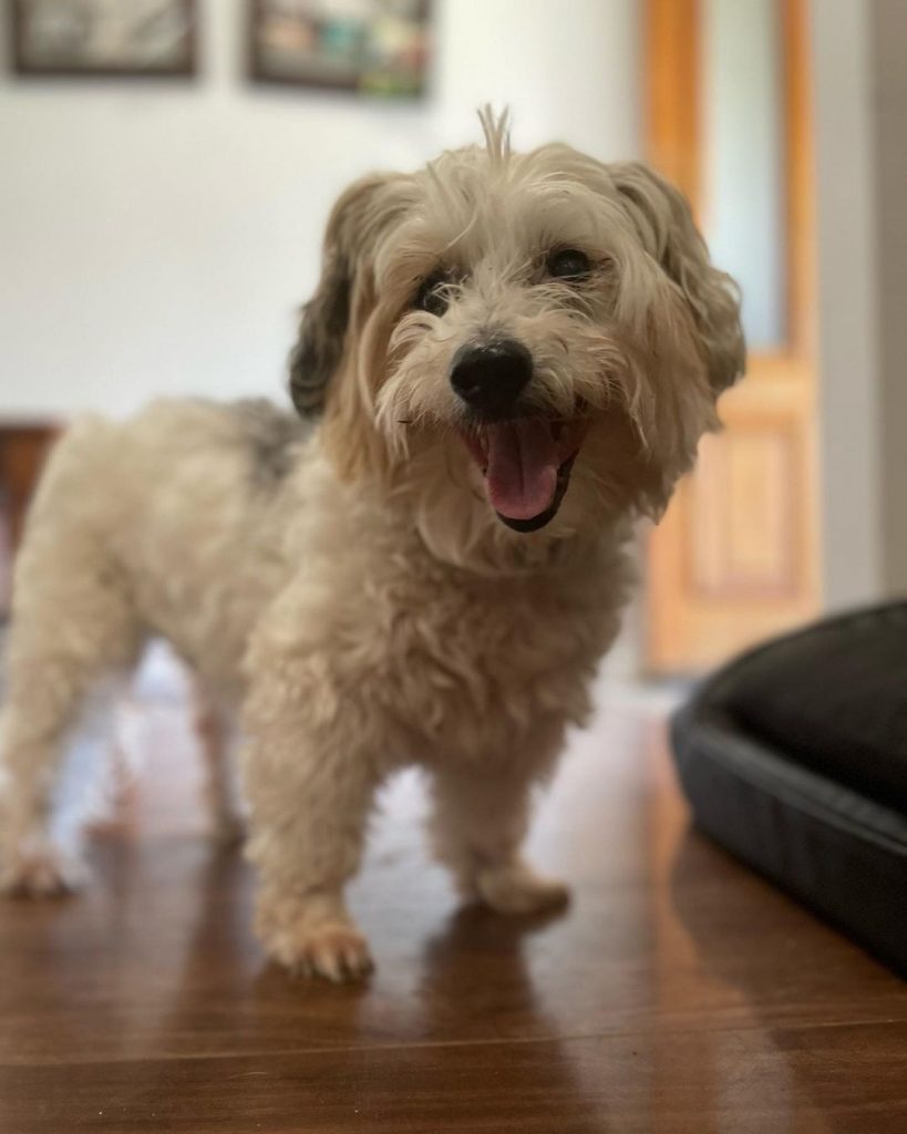 Maltese Shih Tzu Mix Dog Standing on Floor Smiling