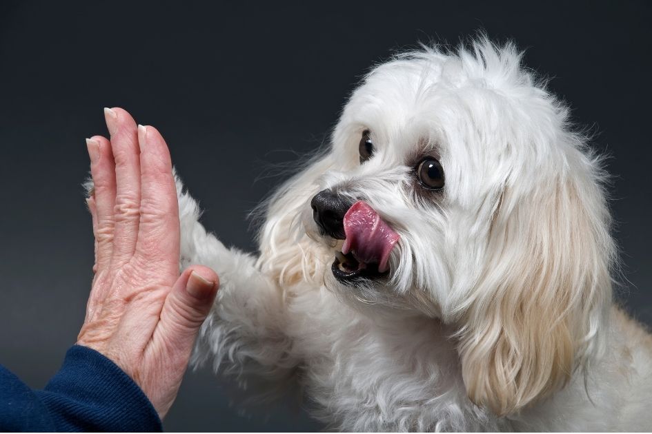 Maltese Toy Poodle Mix Giving High Five