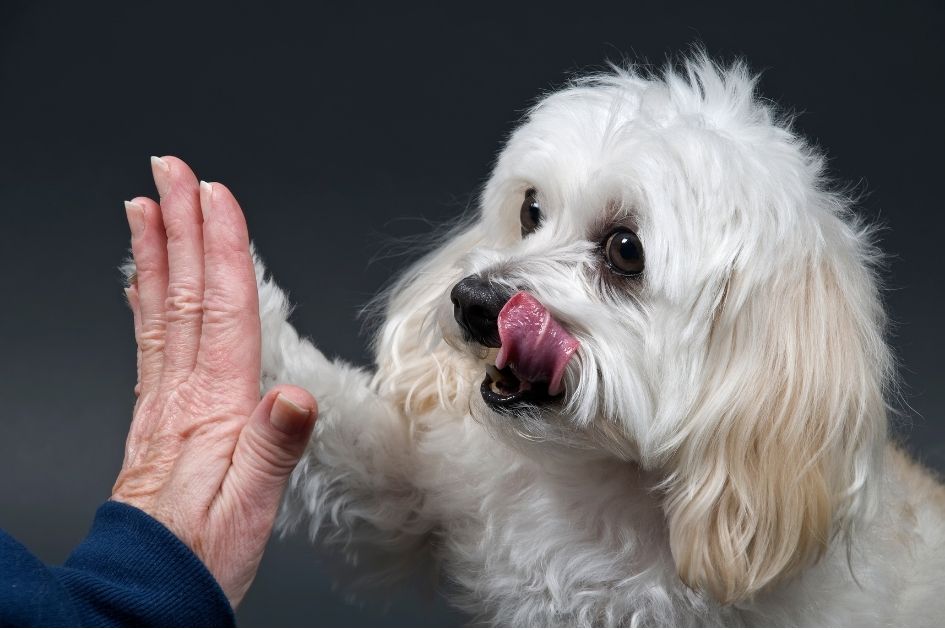 30 Maltese Mixes (Crossbreeds With Pictures) | Puplore