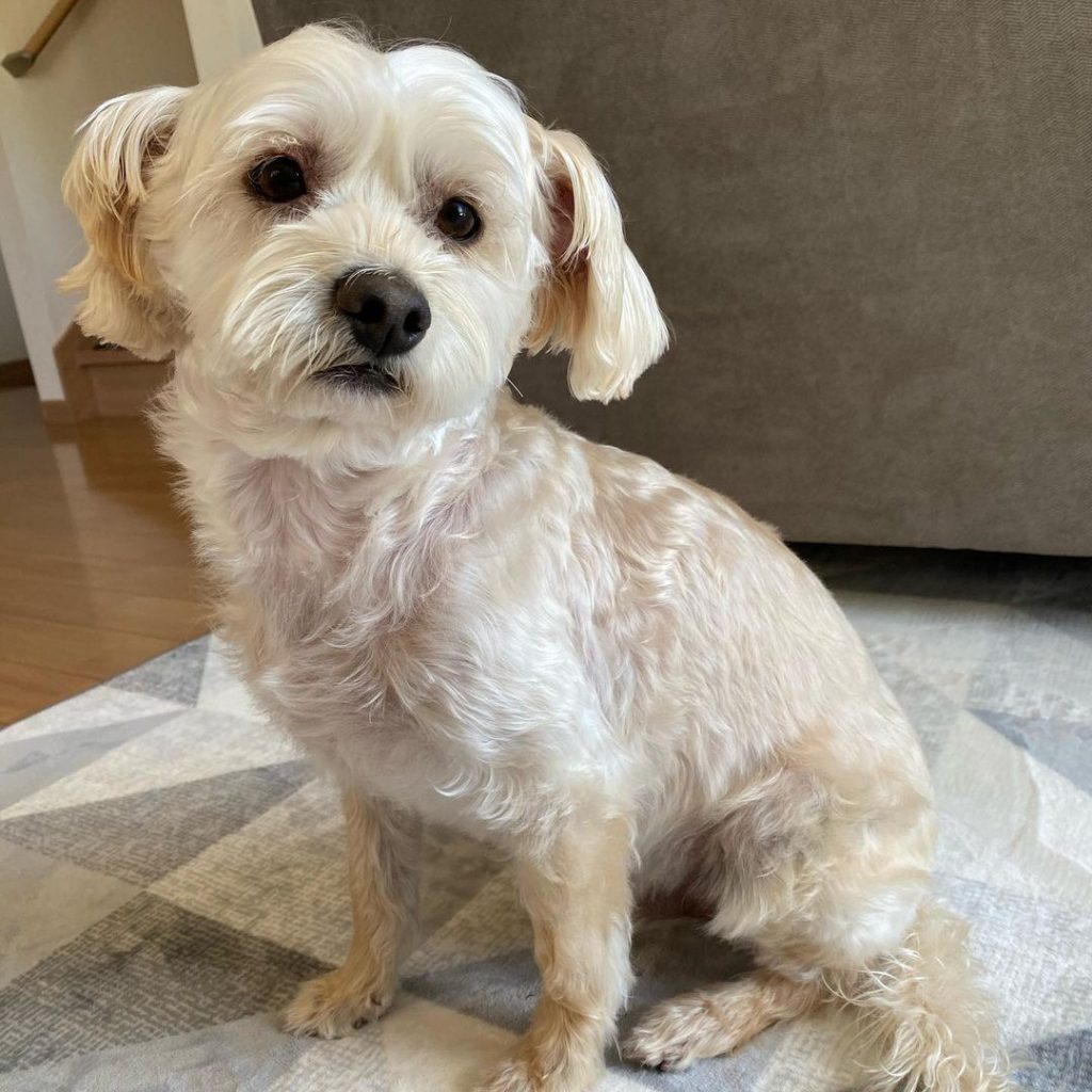 Home Groomed Maltese Westie Mix Sitting on Floor