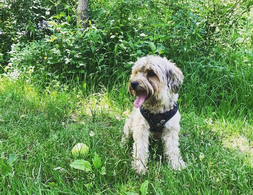 Maltese Yorkie Poodle Mix Pup Sitting on Grass Looking Aside