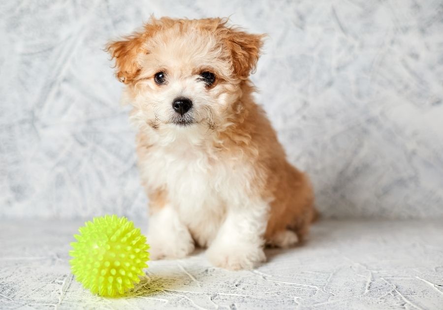 Maltese and Poodle Mix Pup with Rubber Ball Focused