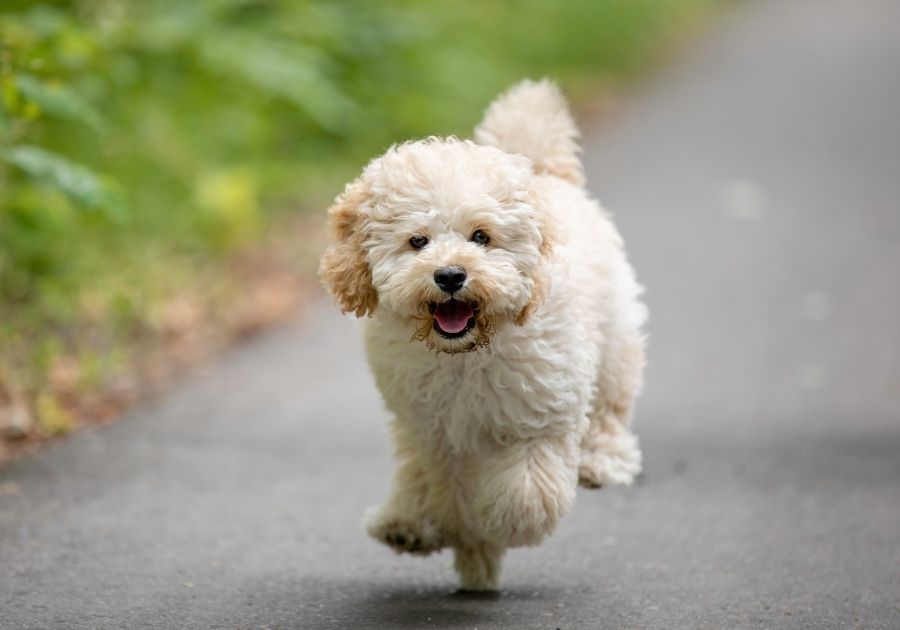 Maltipoo Dog Running on Road