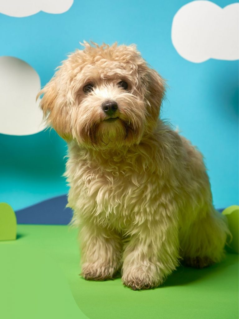 Maltipoo: Maltese Poodle Mix Facts, Puppy Price, Guide