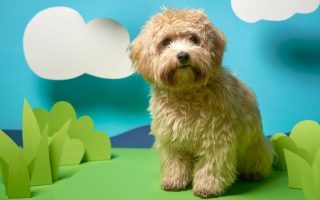 Maltipoo: Maltese Poodle Mix Facts, Puppy Price & Guide