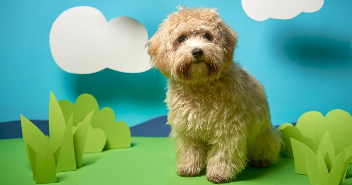 Maltipoo: Maltese Poodle Mix Facts, Puppy Price, Guide