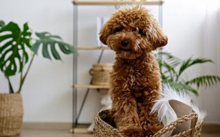Maltipoo Price: How Much Does A Maltipoo Cost?