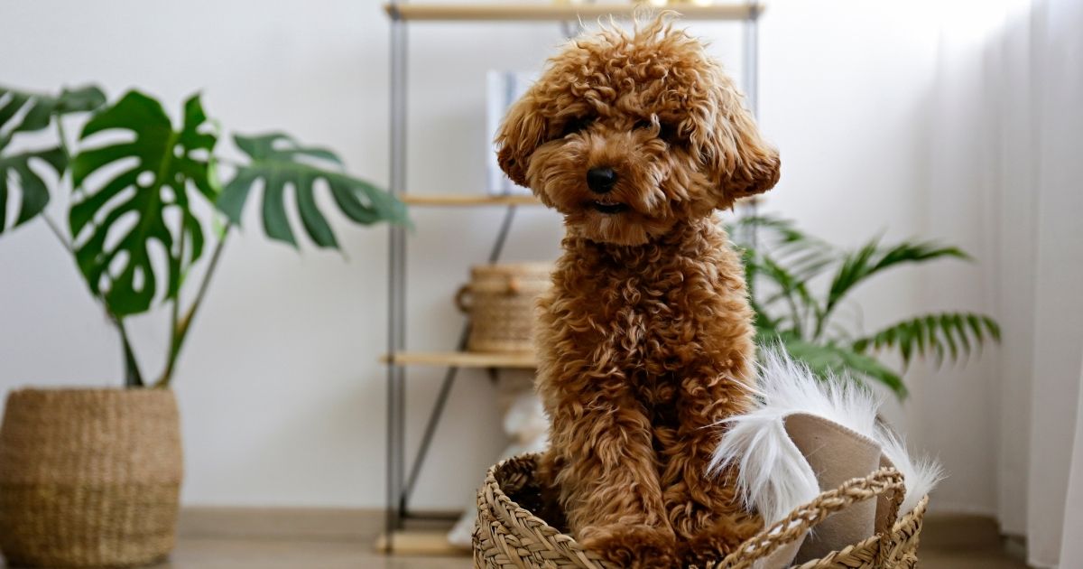 Maltipoo Price: How Much Does A Maltipoo Cost?