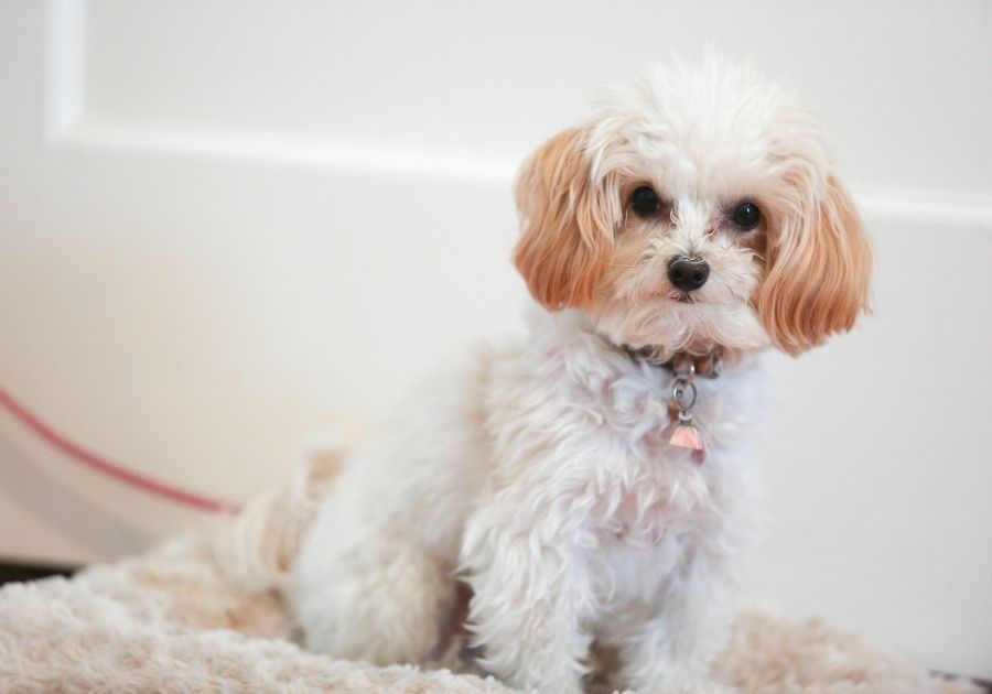 Maltipoo Pup Standing on Dog Bed