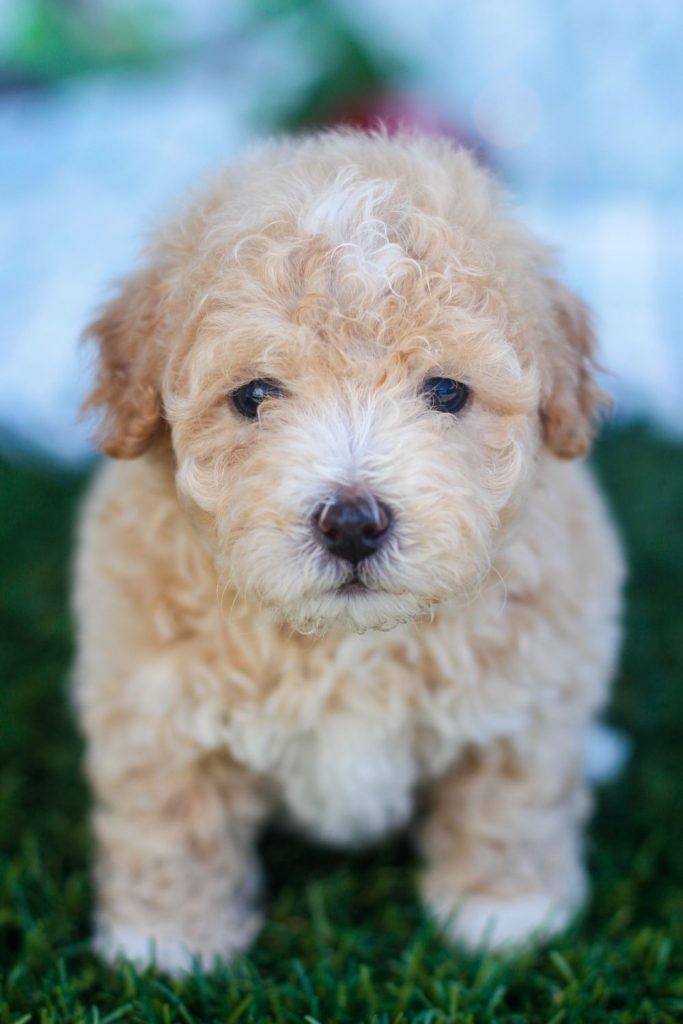 Maltipoo Puppy Close Up