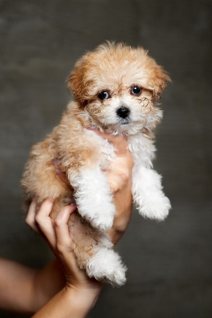 Maltipoo Puppy - Cute Maltese Poodle Mix Puppy in Woman's Hands