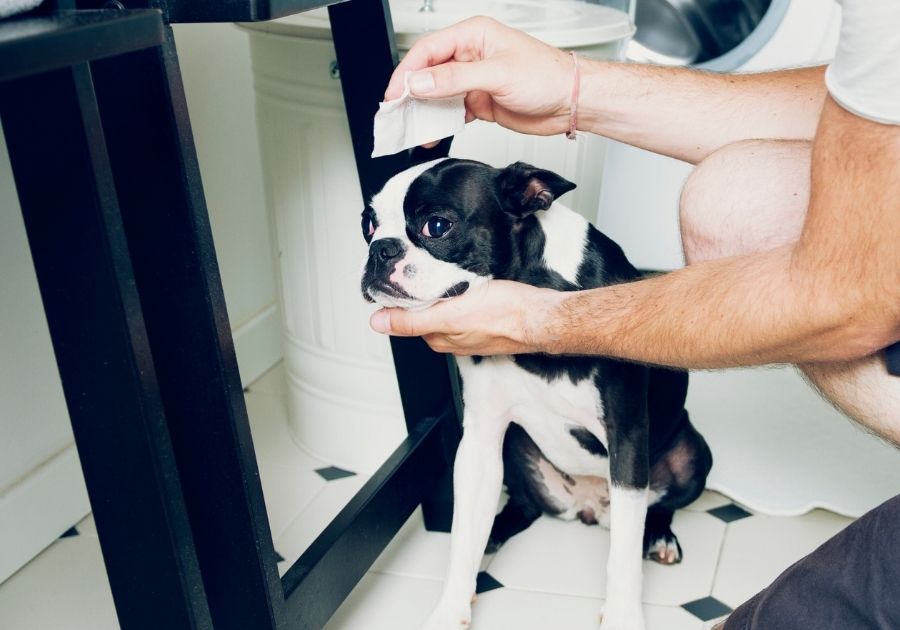 Man Cleaning Dog Eyes with Wipes