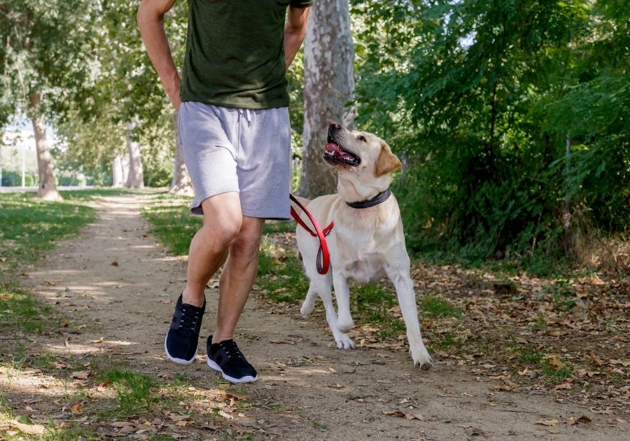 Man Running with Labrador Retriever Dog at Park