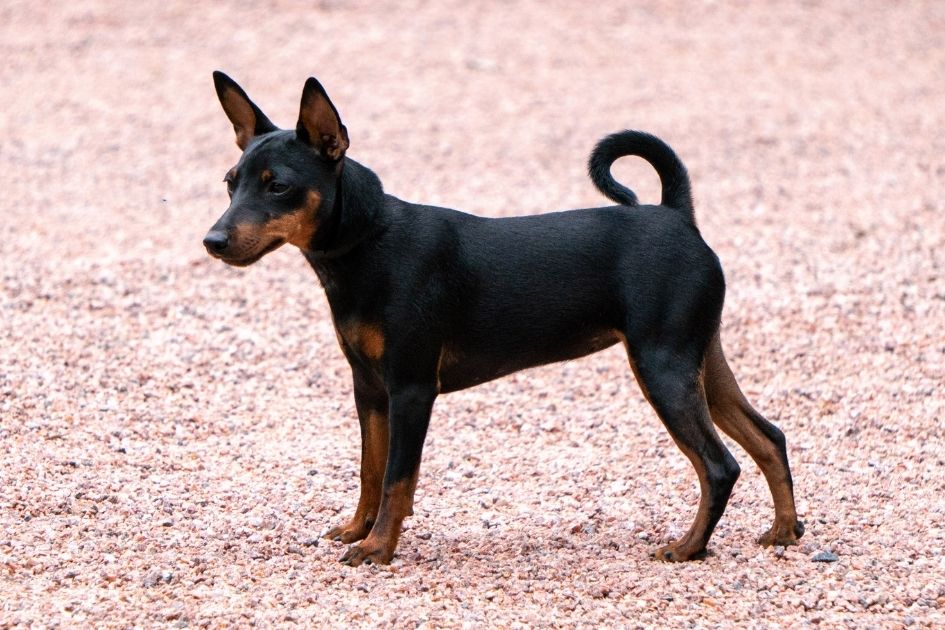 Manchester Terrier Dog Breed