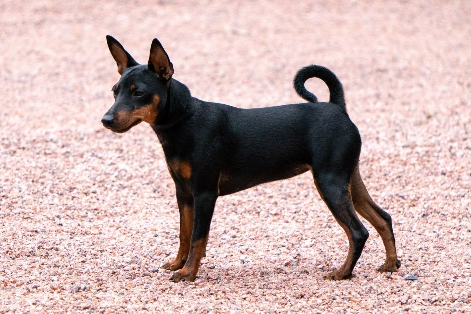 Manchester Terrier Dog Standing on Ground