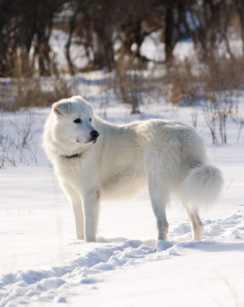 Maremma Sheepdog Standing on Snow Looking Aside