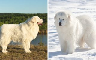 Maremma Sheepdog Vs Great Pyrenees Features & Facts
