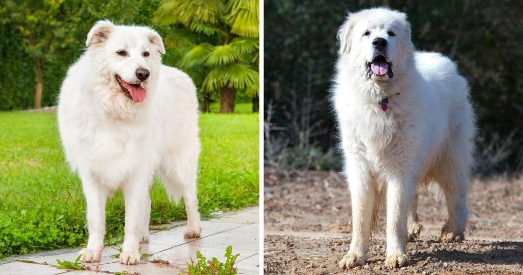 Maremma Sheepdog (left) and Great Pyrenees Side (right) Standing By Side