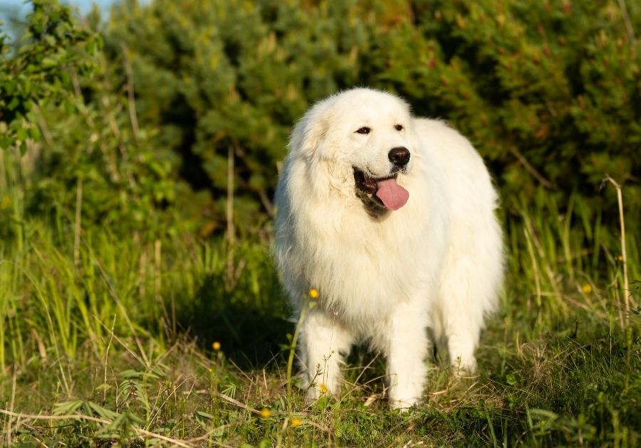 Maremmano-Abruzzese Sheepdog Standing in Forest