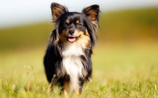 5 Mexican Dog Breeds (Chihuahua, Hairless Dog, More)