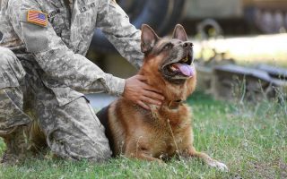 15 Military Dog Breeds That Are Brothers In Paws