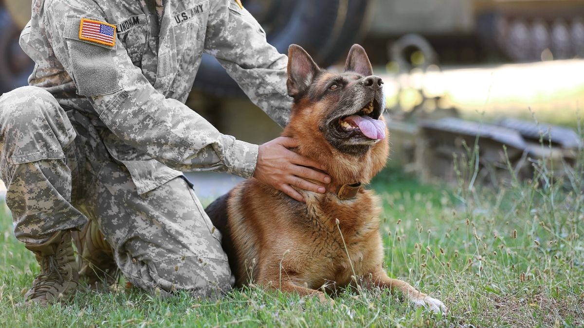 Military Dog Breeds That Are Brothers In Paws