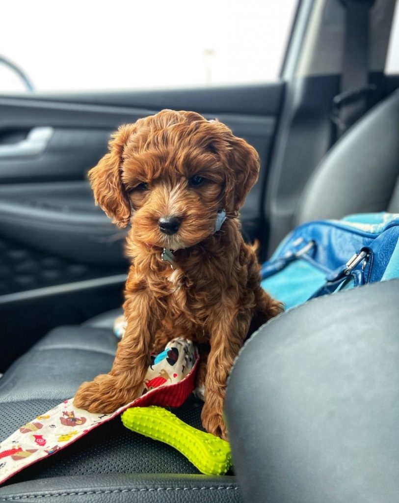 Miniature Australian Labradoodle Pup Sitting Near Toy on Car Seat