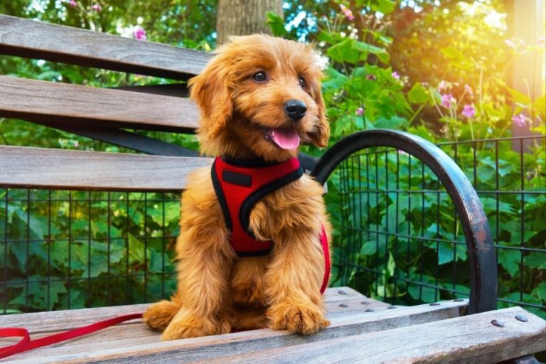 Why Do Labs Have bed Feet? Find out here! Puplore