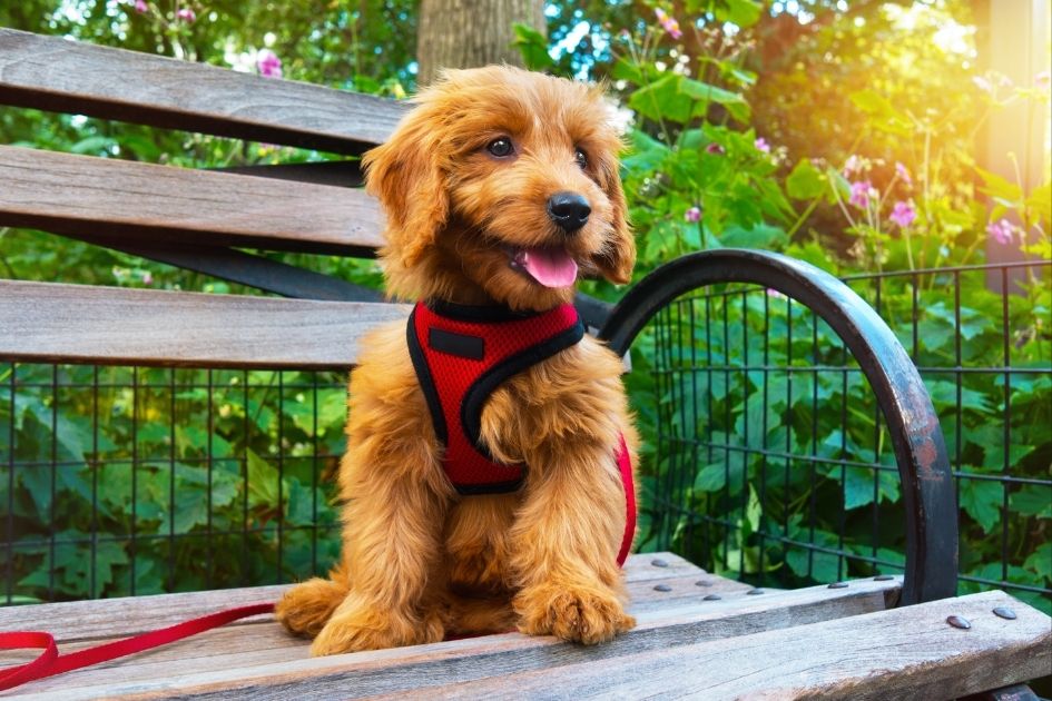 Miniature Goldendoodle Wearing a Dog Harness in a Portrait