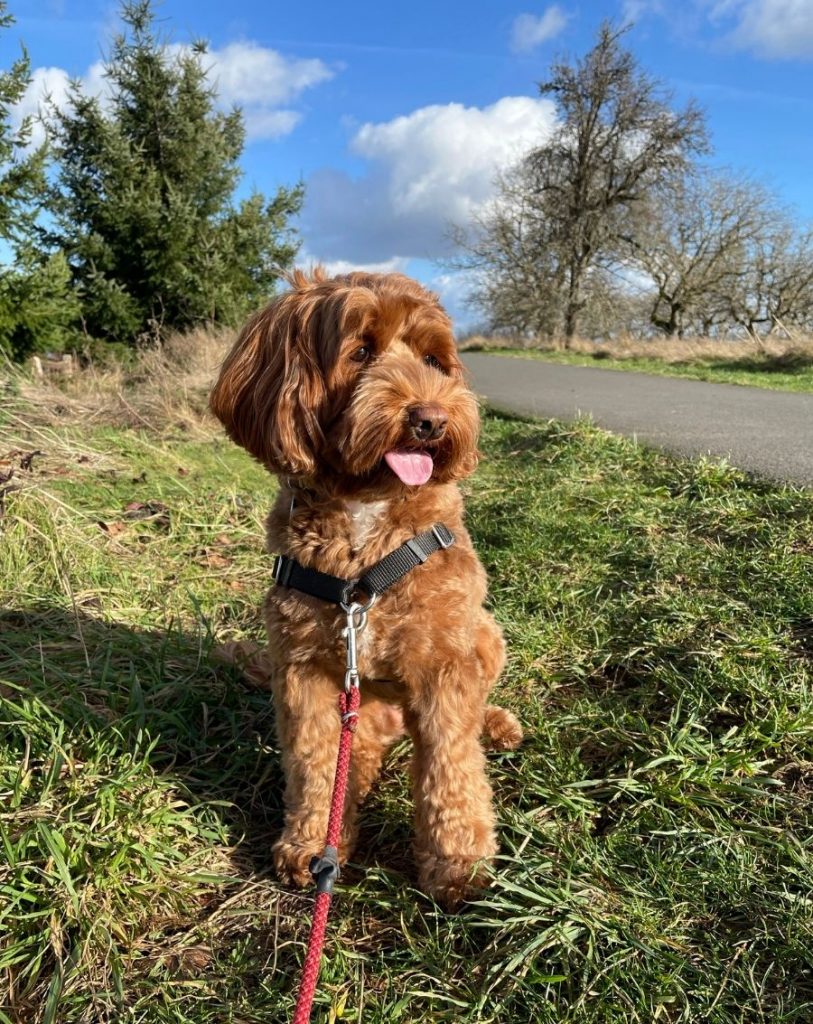 Miniature Labradoodle Dog Sitting on Grass