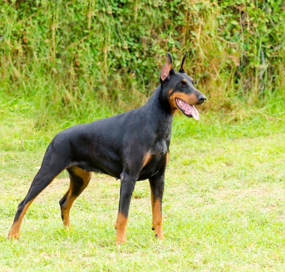 Miniature Pinscher Dog Breed